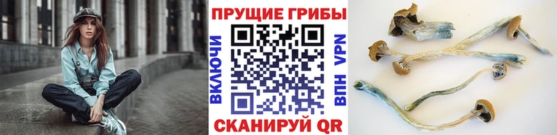 Псилоцибиновые грибы GOLDEN TEACHER Павловск